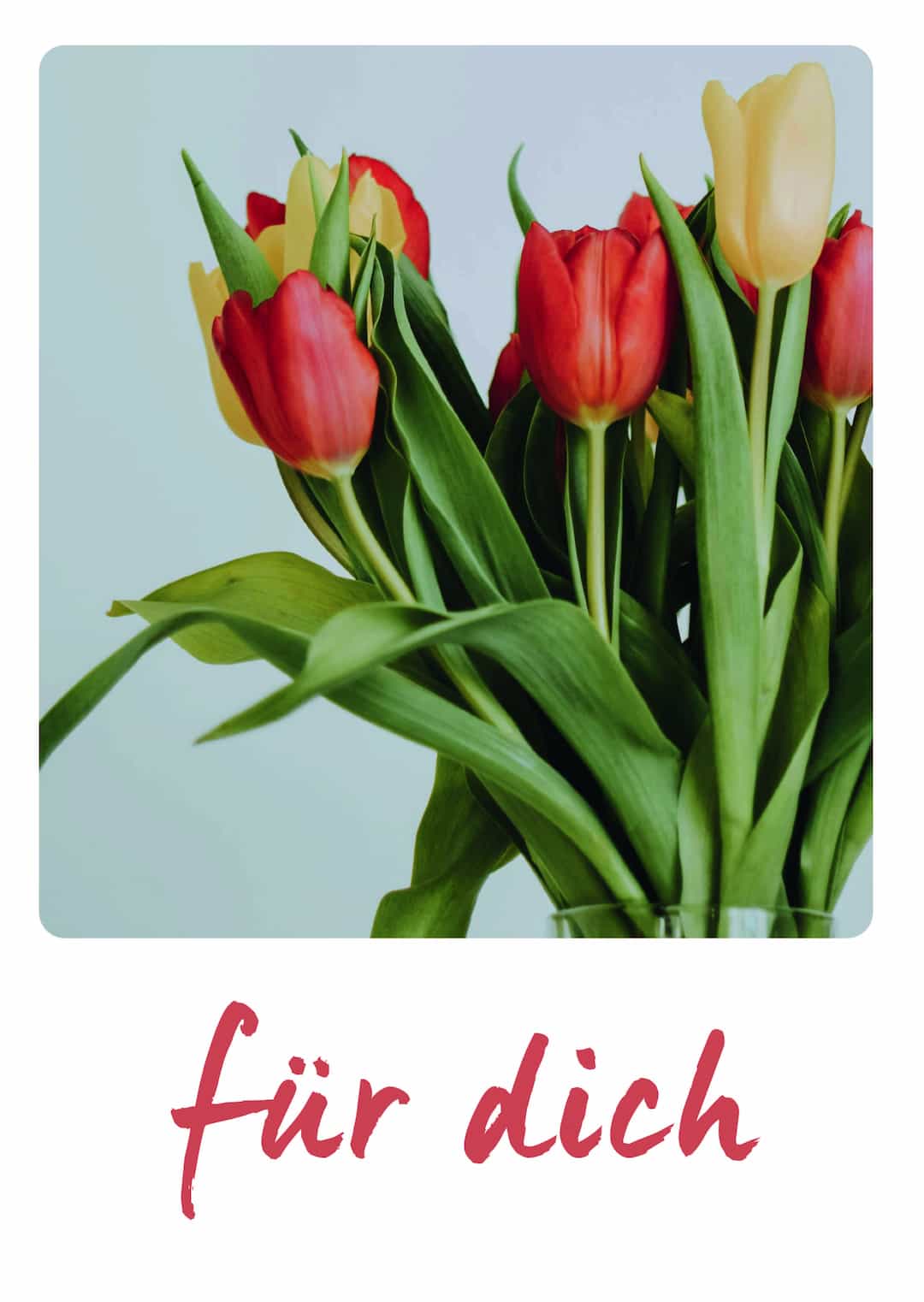 Tulpen Postkarte von Kuchentratsch